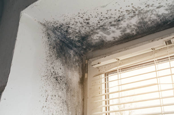 Mold Remediation service in Hillsborough, Hillsborough, NJ
